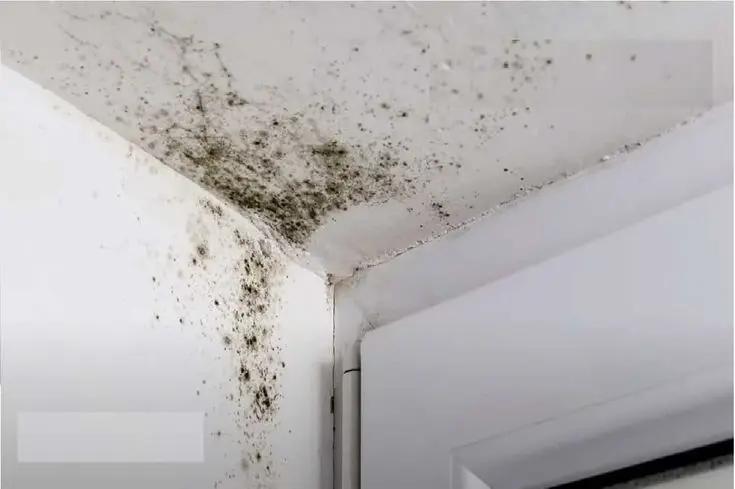 Moisissures noires en plafond, dans l'angle d'une pièce